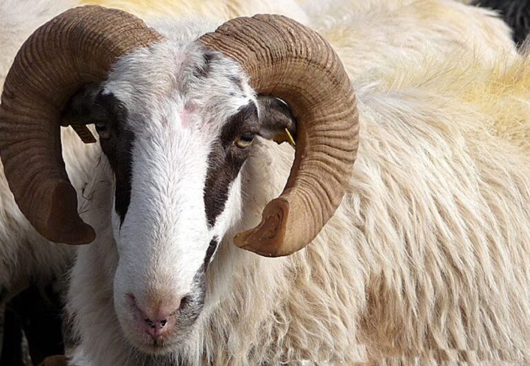 ram