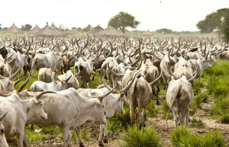 Cows-1024x661