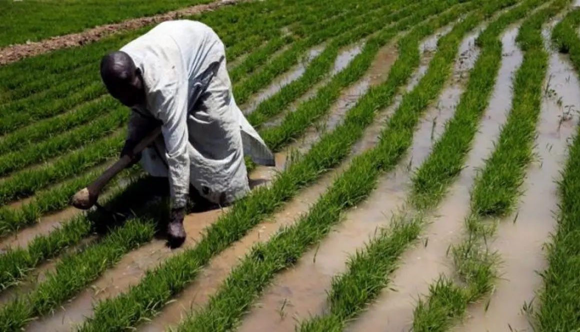 Poor-returns-force-farmers-to-abandon-food-crops-in-North-West-1160x665-1