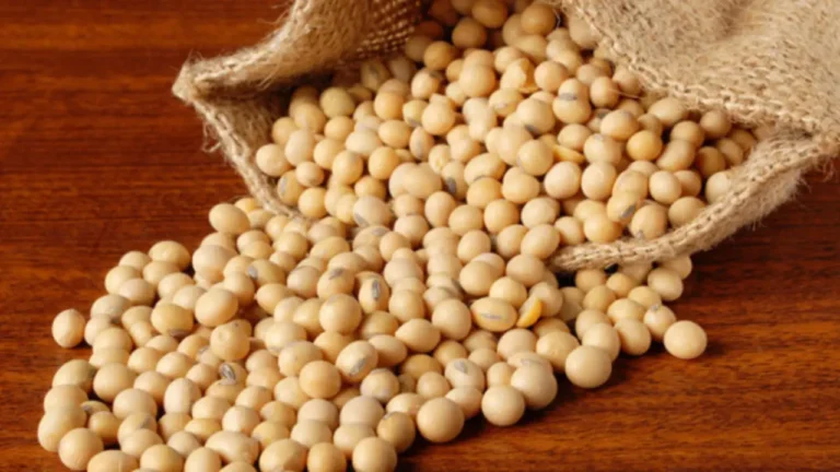 Soybean