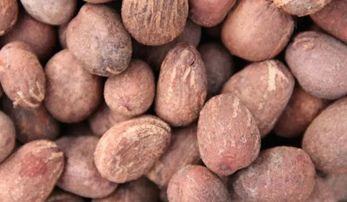 shea-nuts
