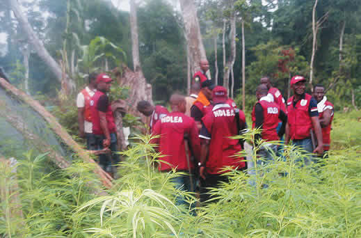 NDLEA-operatives-on-a-cannabis-farm