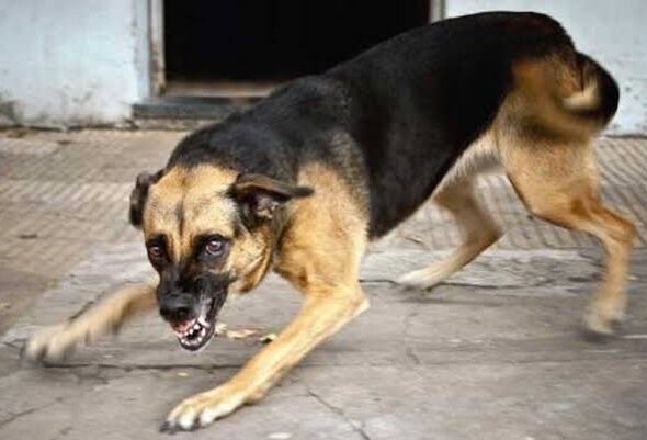 Dog